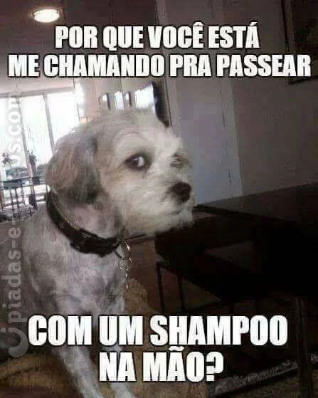 Pinscher Bravo Meme Memesengracados Net