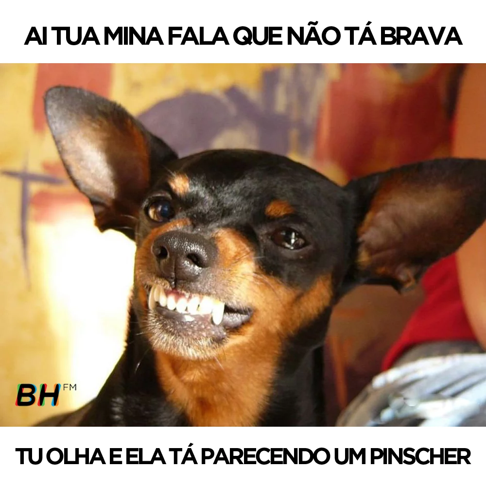 Pinscher Sorrindo Memesengracados Net