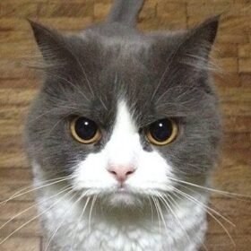 Meme de gato bravo para alegrar seu dia