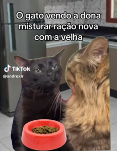 8 Melhores Memes de Gato Preto Engraçados