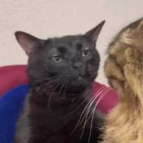 8 Melhores Memes de Gato Preto Engraçados