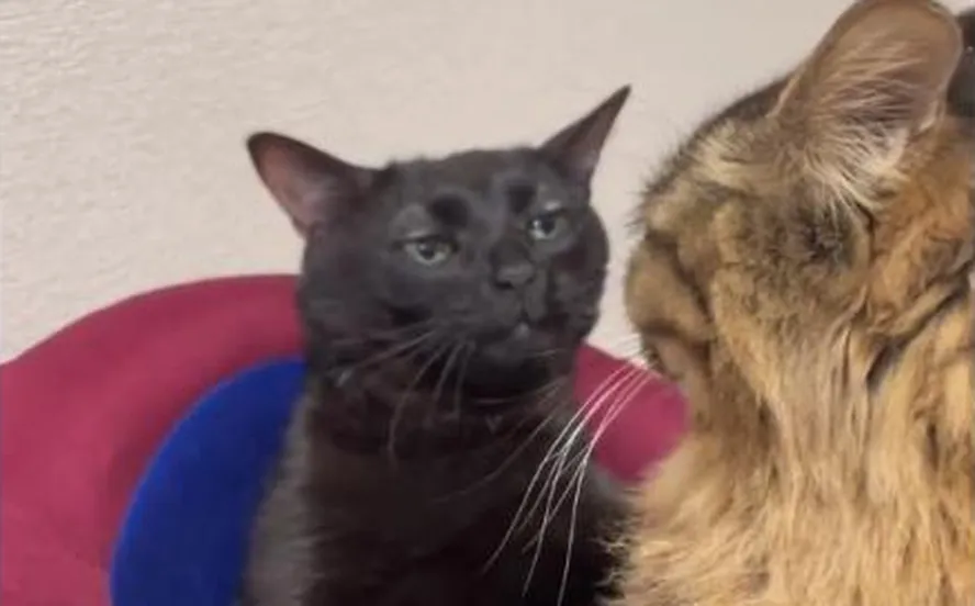 8 Melhores Memes de Gato Preto Engraçados