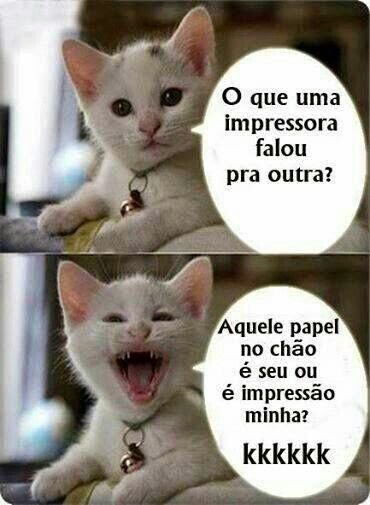 Melhores Memes de Gatos Brancos