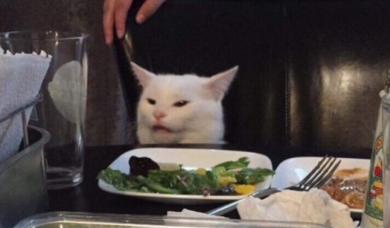 Os melhores memes de gato na mesa