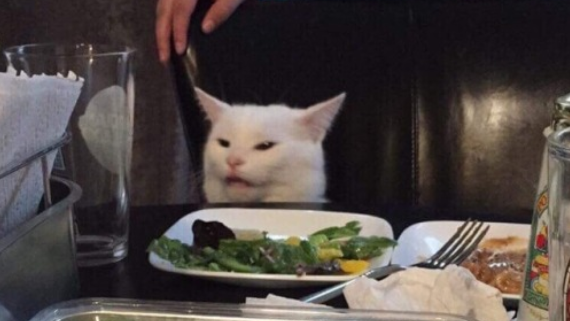 Os melhores memes de gato na mesa